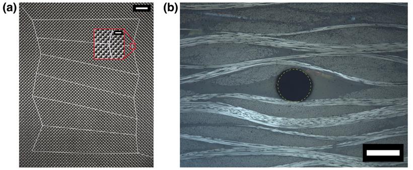 Vascular-crop.jpg Vascular-crop.jpg