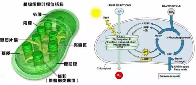 黑科技，汽车加水,能源突破联盟，比尔盖茨马云与其汽车