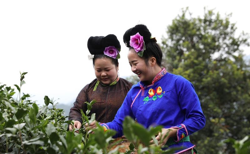 以公益兼济社会，吉利沏了一杯回味悠远的甘茶