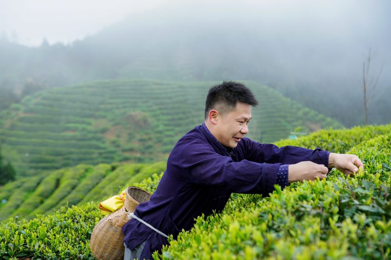 以公益兼济社会，吉利沏了一杯回味悠远的甘茶