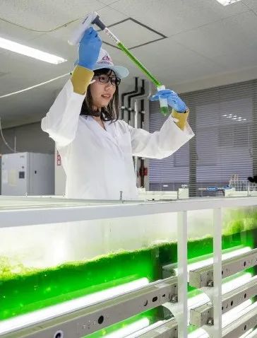 助力社会的可持续发展，电装研究藻类生产生物燃料