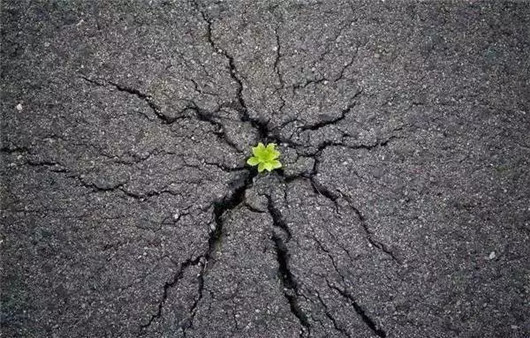 造车新势力，其命也维新