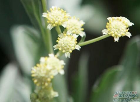 倍耐力携手Versalis公司 开发银胶菊橡胶材料