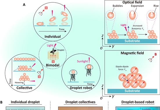 研究人员利用光来控制水中的磁流体液滴运动