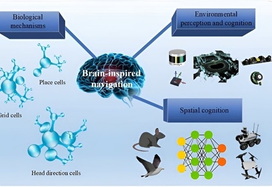 研究人员开发脑启发导航技术 可显著提高机器人的能力和效率