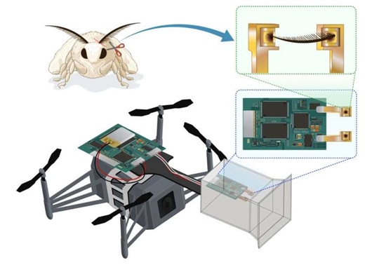 日本研究人员开发出生物混合无人机 可利用蚕蛾触角通过气味导航