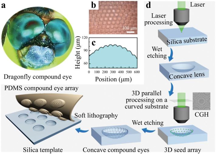 以蜻蜓眼睛为灵感 吉林大学开发新型微透镜阵列制造技术