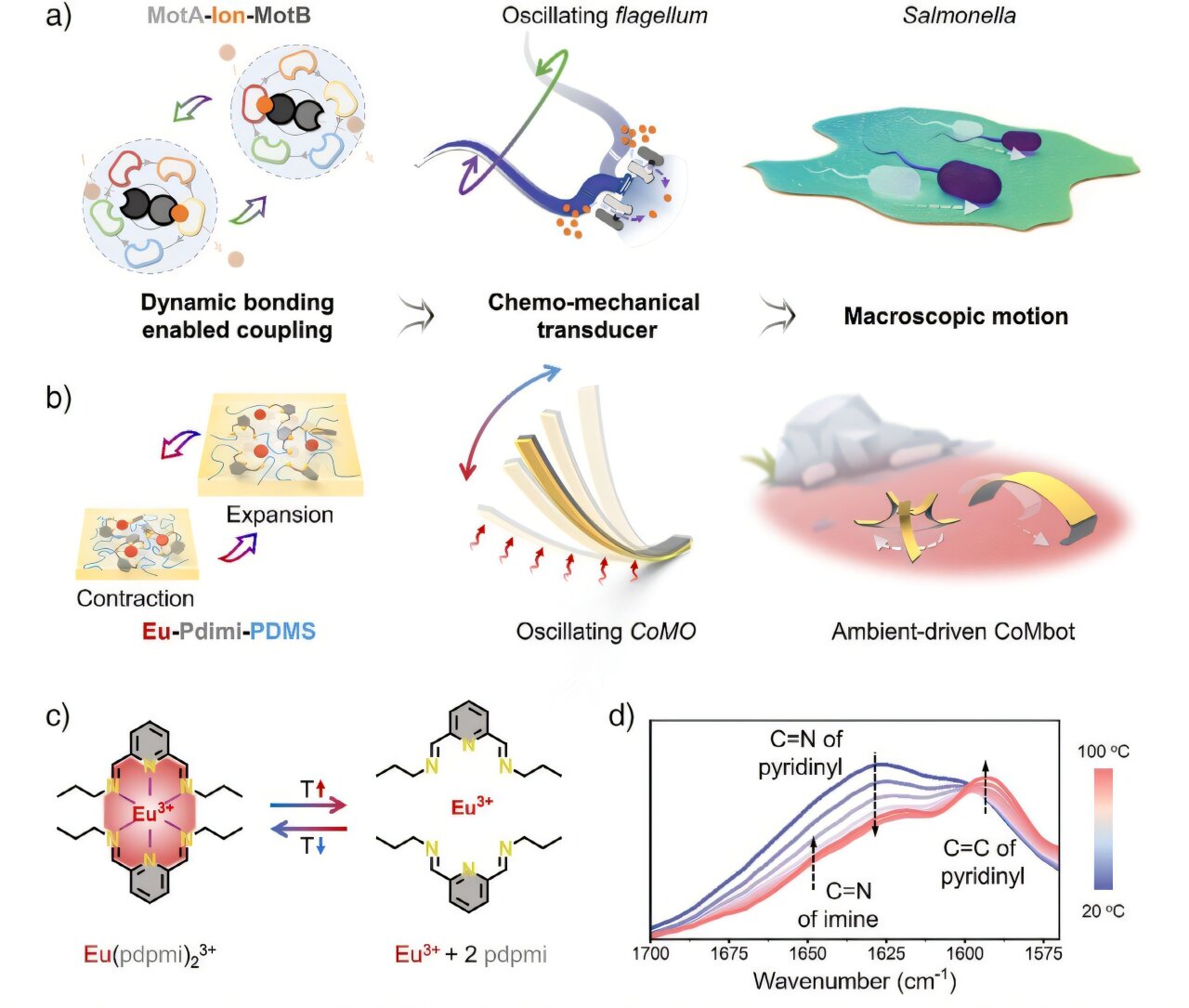 中美联合研究团队设计出新软体机器人 利用环境热量进行自主运动