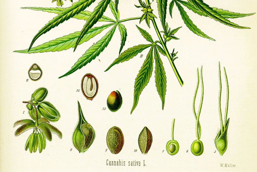 研究人员利用大麻发明大麻生物复合材料 或可用于汽车零部件及食品包装